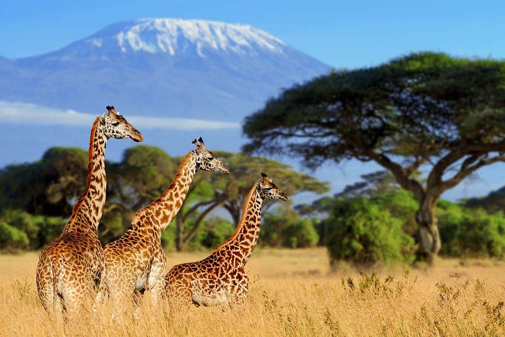 African Safari